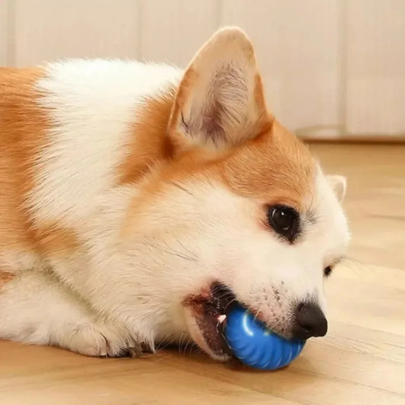 Smart Dog Ball